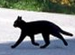 Černá kočka přes cestu