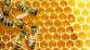 včely.jpg