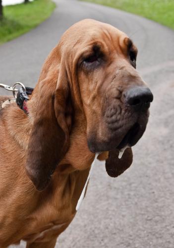 Bloodhound