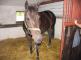 27.9.2008 nehoda za účasti koně v Litomyšli