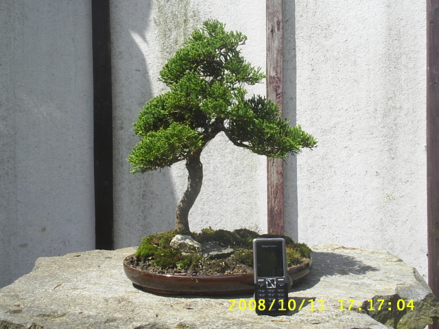 Juniperus chinensis 640x480.JPG