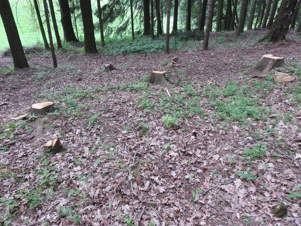 Krádež vzrostlých stromů v Lužanech