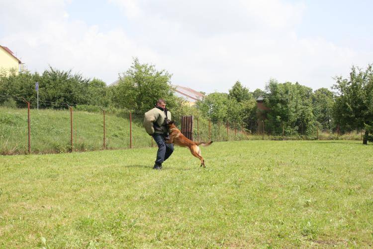 Krajské přebory policejních psů