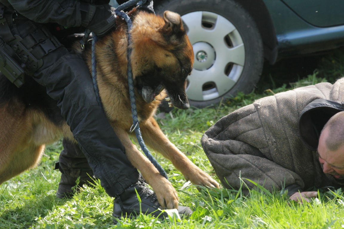 Krajský přebor psovodů se služebními psy KŘP Královéhradeckého kraje (10)