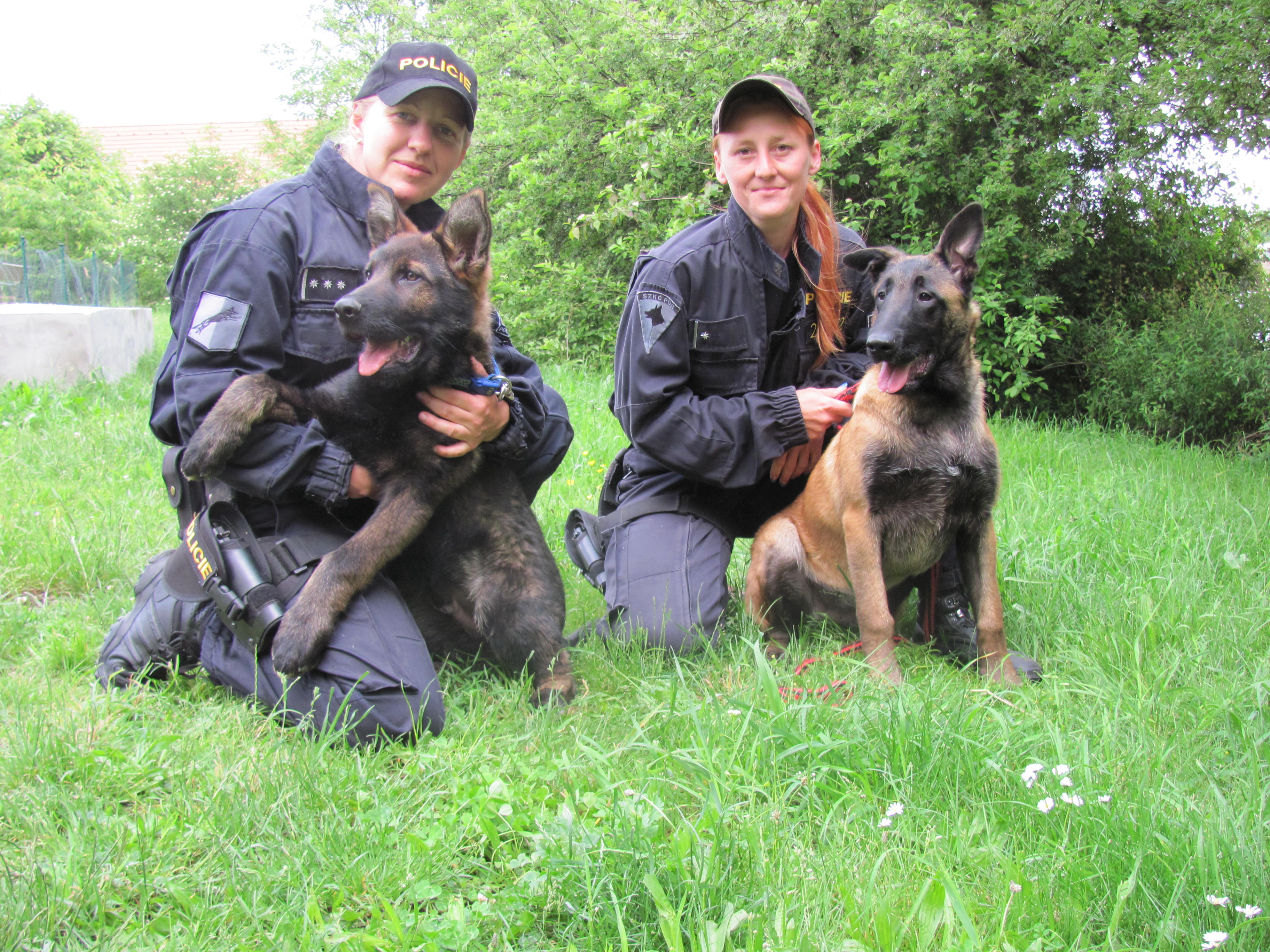 Nová štěňata nastoupila policejní službu 