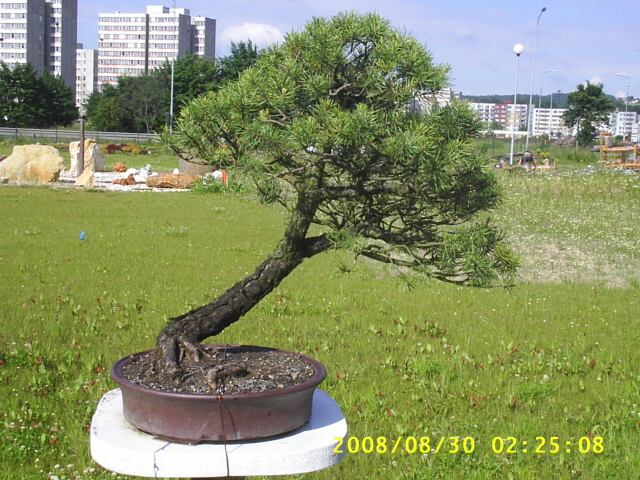 Pinus uncinata 640x480.JPG