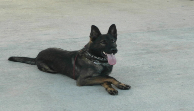 Policejní pes Cody