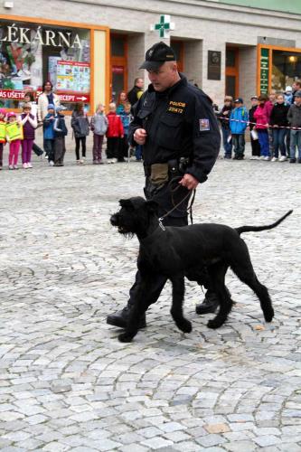 Poslušnost policejního psa.jpg