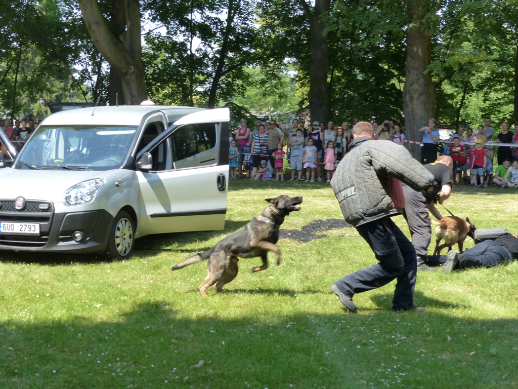 Ukázka zadržení nebezpečného pachatele policeními psy