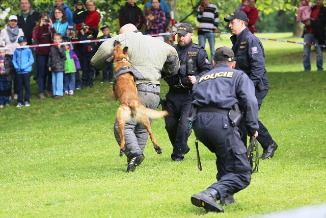 Zadržení pachatele policejním psem