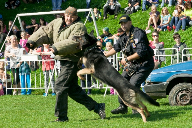 d) práce policejních psovodů