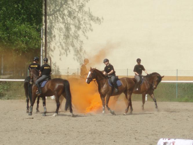 koně musí být zvyklí na vše.JPG 